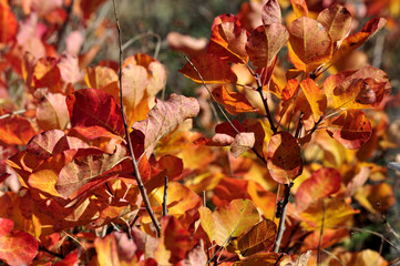 Red Autumn
