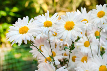 Fototapeta premium White Chamomile Chrysanthemum flowers closeup