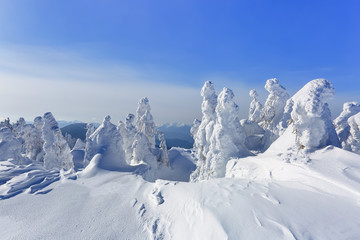 Far away in the high mountains covered with white snow stand few green trees in the magical snowflakes among fields on a beautiful winter. Tourist scenery. Location Carpathians, Ukraine, Europe.