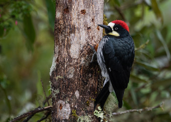 Fototapeta premium Acorn Woodpecker 