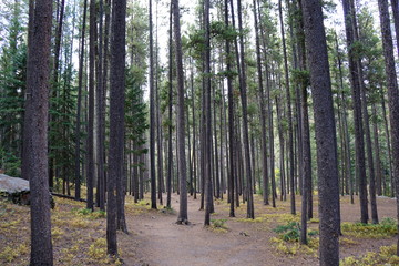 path in forest