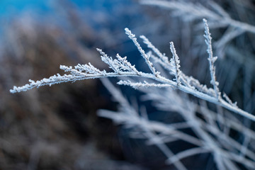 Obraz premium Frozen plant with frost in close-up