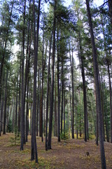 Obraz premium trees in forest