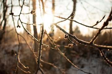 Frozen branch with frost against the sun at winter