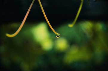 A drop of dew on the roots
