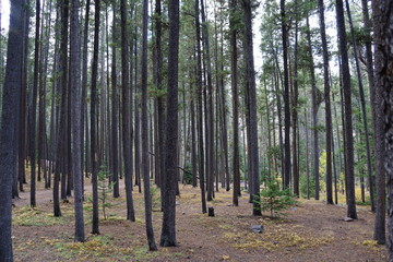 Obraz premium trees in the forest