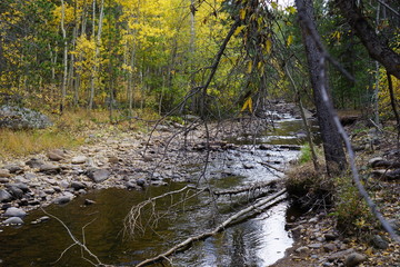 river in the forest