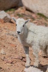 Mountain Goat Kid in Summer