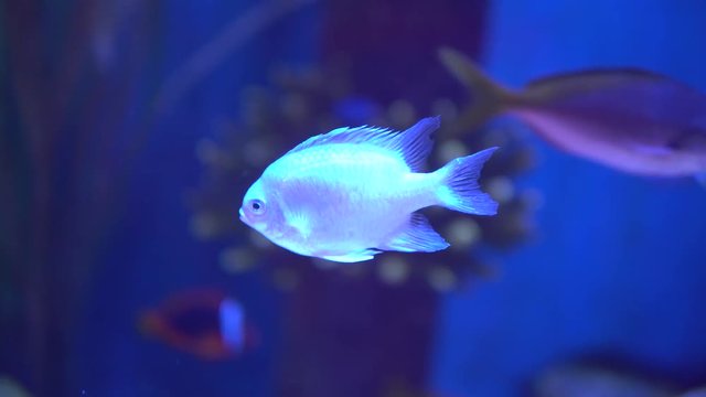 Colorful aquarium, beautiful fish swimming in ocean corals