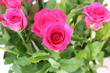 rose flower as valentine background