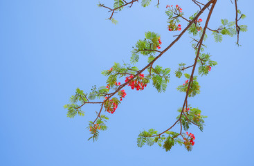 Autumn Blooming Tree Against the Sky