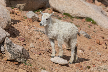 Mountain Goat Kid in Summer
