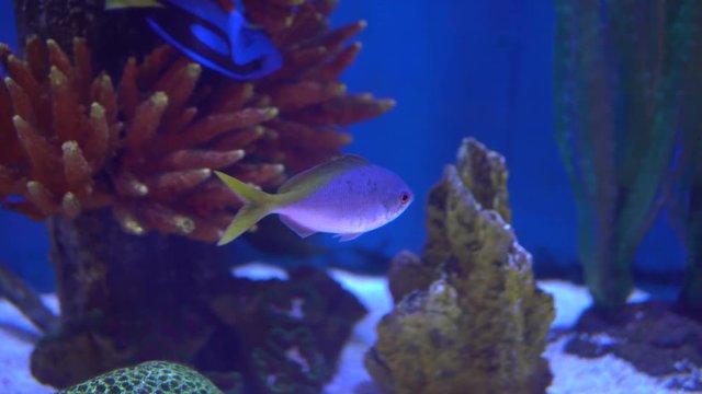 Colorful aquarium, beautiful fish swimming in ocean corals