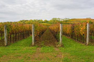 Fototapeta na wymiar The autumn landscape in the Collio vineyard area of Friuli Venezia Giulia, north west Italy. Taken near Cormons 