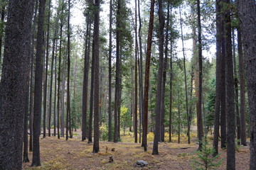 forest in autumn