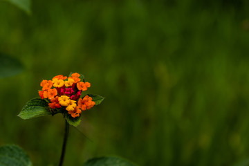 BEAUTIFUL BACKGROUNDS