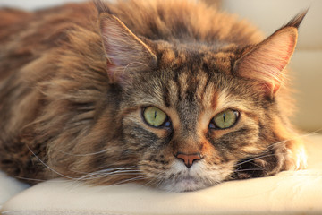 Serious sleepy main-coon cat with green eyes and multicolor fur on white background. Romantic cat in warm light