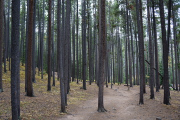 trees in forest