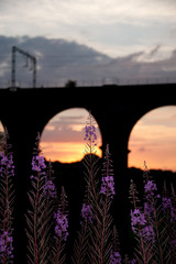 Sunset behind silhouetted railway viaduct with purple flowers