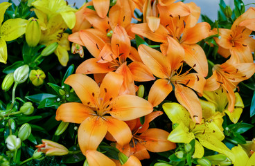 Obraz premium Lilies in the garden