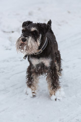 miniature schnauzer in black and gray color stands in the snow on a white snowy background