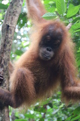 Orang Utan in Indonesien