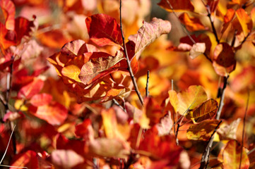 Red Autumn