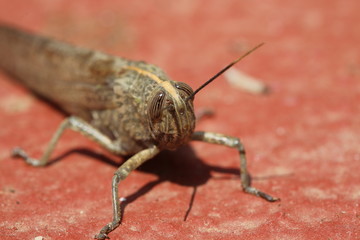 fotos de insectos varios 