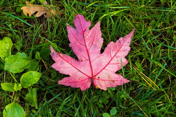 Flowers, autumn leaf pink