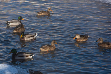 Duck swimming in the lake