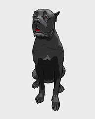 Cane Corso dog - isolated vector illustration. Cane Corso sits and guarding