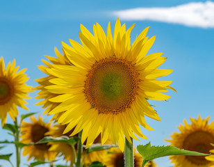 Fototapeta premium Beautiful sunflowers in the field natural background, Sunflower blooming.