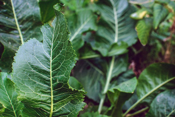 horseradish plant leaves