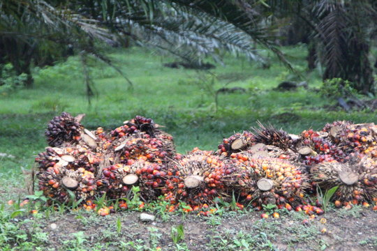 Palmfr&uuml;chte