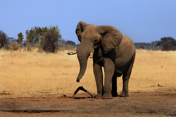 The African bush elephant (Loxodonta africana) drinking at the water hole. A big bull at waterhole in the dry country of Africa.