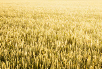 Wheat field in summer