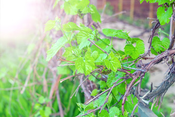 first leaves of grapes