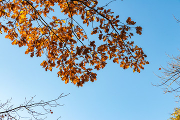 blue sky background. yellow-golden autumn foliage on trees