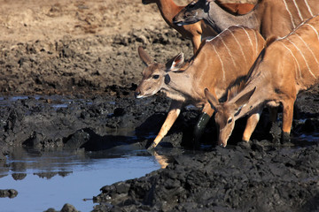The greater kudu (Tragelaphus strepsiceros). Female standing in front of waterhole.