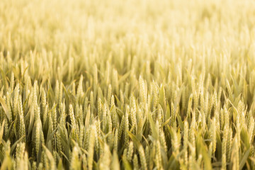 Wheat field background