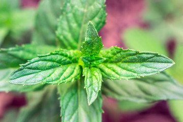 mint in the wild © Алексей Филатов