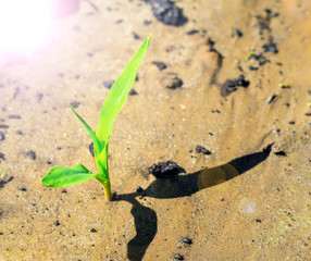 growing young corn