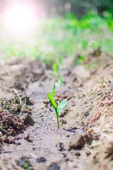 corn sprouts field