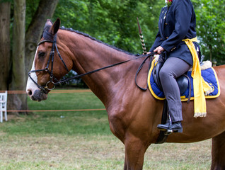 Brown sport horse portrait during s