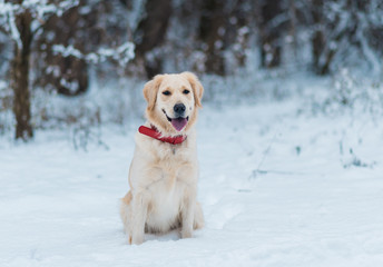 Golden retriever pet outdoors in winter time