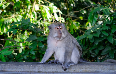 Monkeys in Alas Kedaton Monkey Forest, Bali, Indonesia.