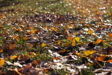 background. yellow fallen leaves