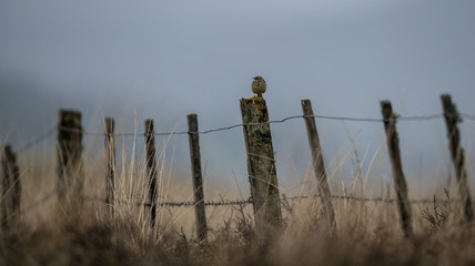 Bird on a fence 