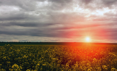 Canola field, landscape on a background of clouds. Canola biofuel at sunset.