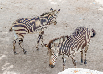 Fototapeta na wymiar Zebra buy one get one BOGO